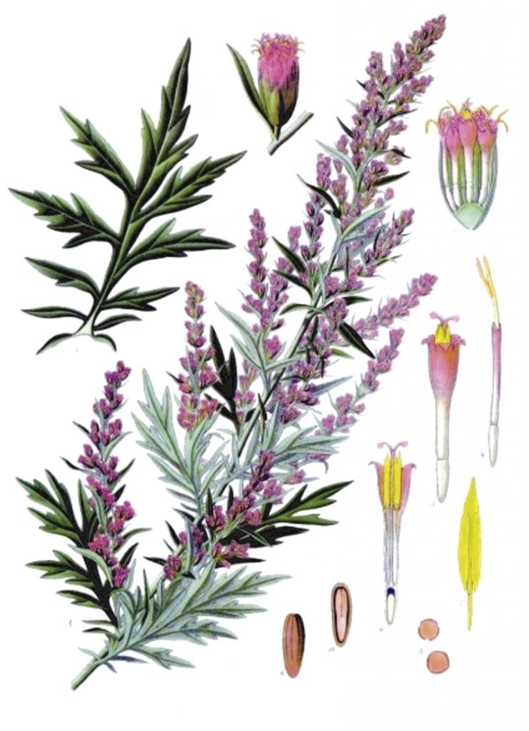 L’Armoise, plante connue depuis l’Antiquité pour ses vertus sur le corps.